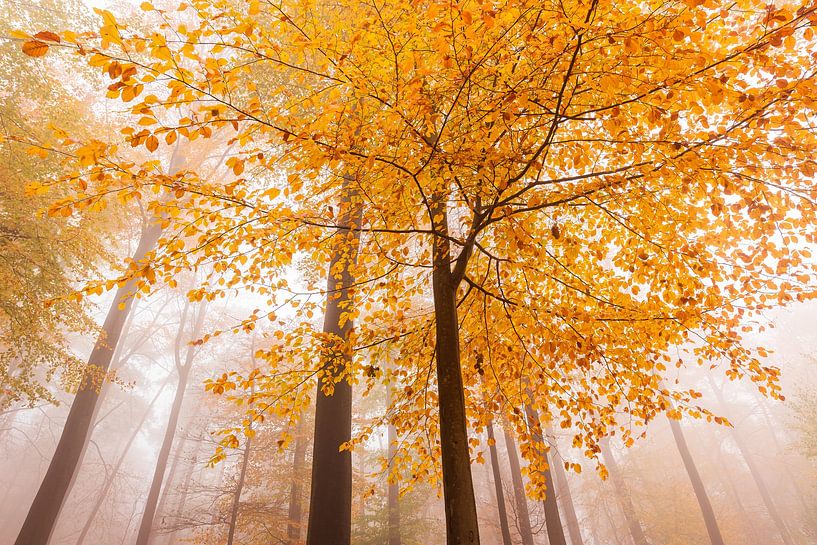 Buche in Herbstfärbung im Musikwald von Sandy Spaenhoven Photography