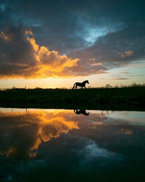 Pferd von Paul Glastra Photography
