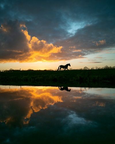 Paard