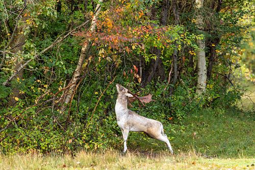 Herfsthapje in het boslicht