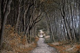 Wald Schwarzer Busch Insel Poel von Joachim G. Pinkawa