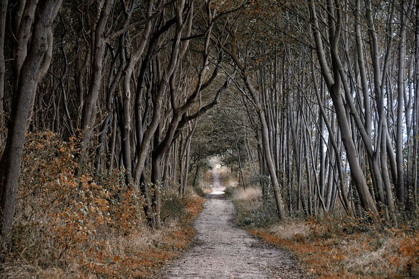 Wald Schwarzer Busch Insel Poel von Joachim G. Pinkawa