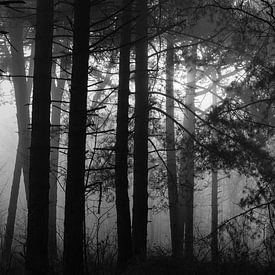 Mist in het bos van Niels Hamelynck