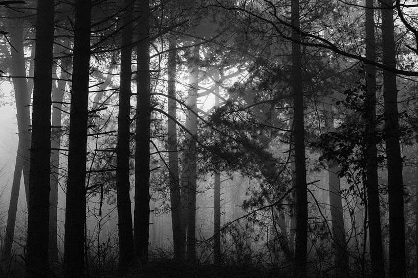 Fog in the forest by Niels Hamelynck