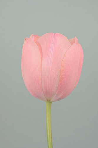 Soft and tender: Pink tulip opens its petals by Marjolijn van den Berg