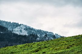 Grüne Wiese vor schneebedecktem Schwarzwald