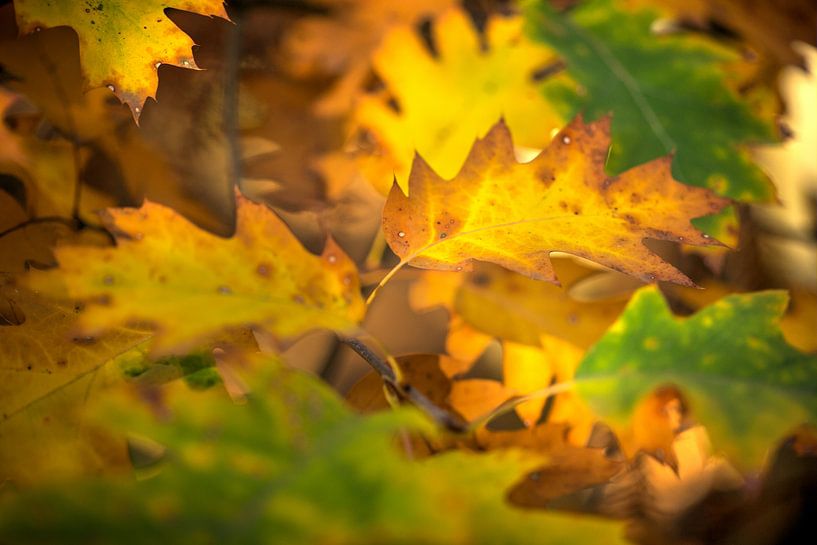 Kräftige Farben des Herbstlaubs von Joyce van Dijk Fotografie