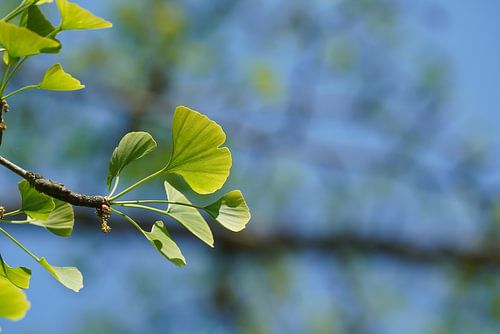 Ginkgo in een park