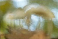 Creative, abstract mushrooms