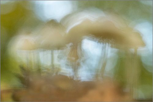 Creatieve, abstracte paddestoelen