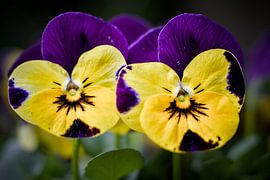 Garden pansies