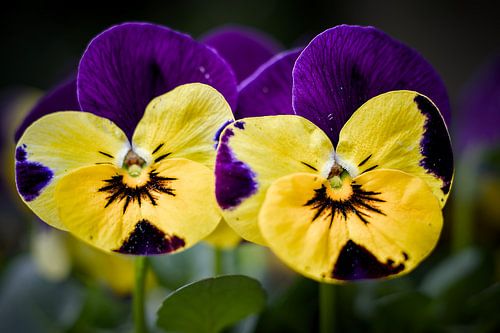Garden pansies