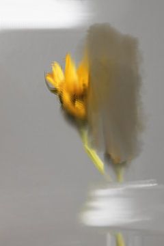 Sonnenblume abstrakt von Carla Van Iersel