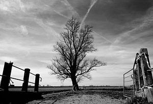 L'arbre solitaire
