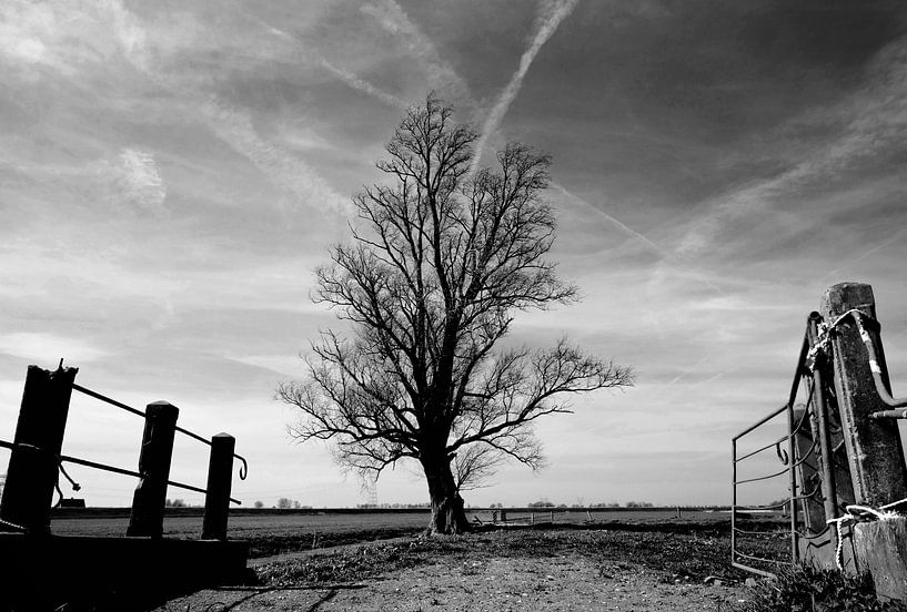 Der einsame Baum von Peter Bongers