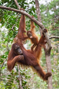 Borneose Oran-oetan (Pongo pygmaeus) moeder en kind hangend aan een boomtak