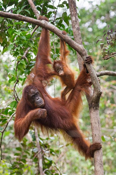 Borneose Oran-oetan (Pongo pygmaeus) moeder en kind hangend aan een boomtak van Nature in Stock