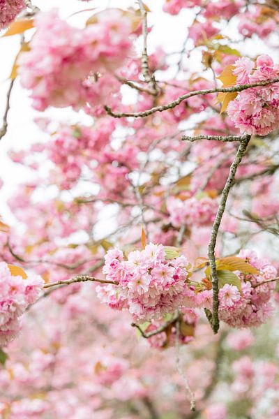 Pink blossom by Lydia