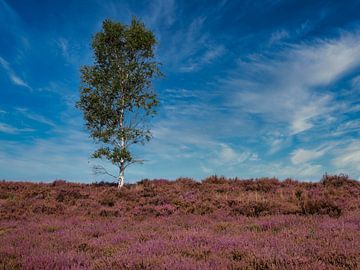 Birch tree between flowering heather
