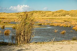 Landschaft mit Dünen auf der Insel Amrum von Rico Ködder