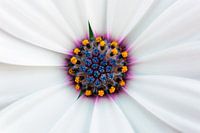 White daisy