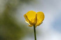 Buttercup in the sun