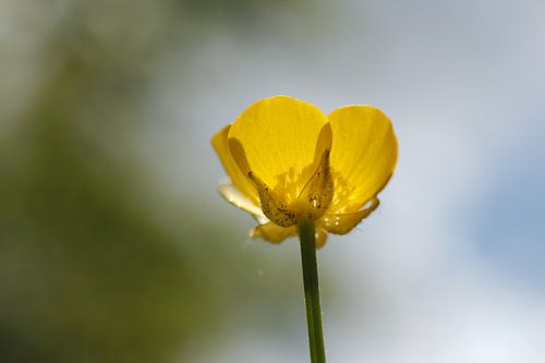 Buttercup in the sun