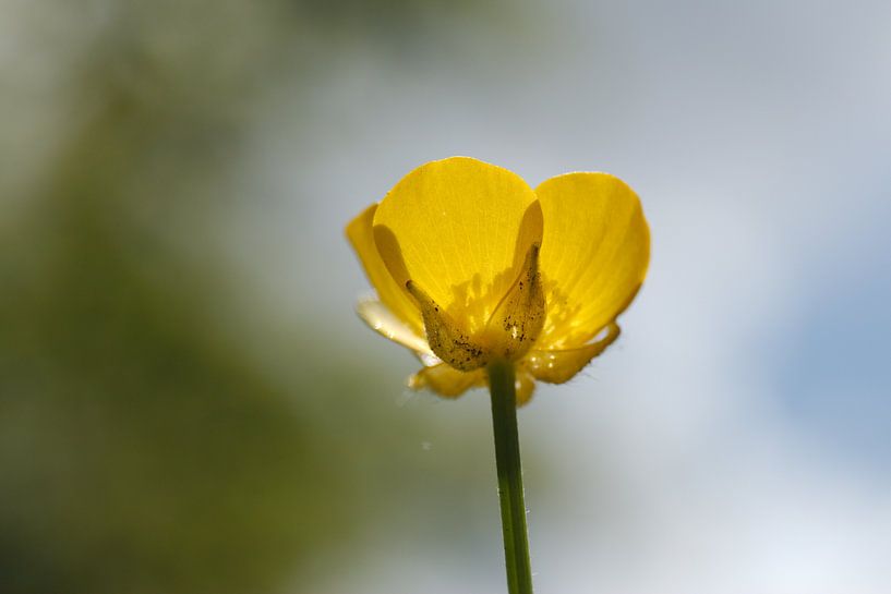 Buttercup in the sun von Kristian Oosterveen