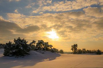 Sneeuw winterlandschap in een stuifduingebied op de Veluwe van Sjoerd van der Wal