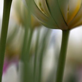 tulip von Ester Besuijen