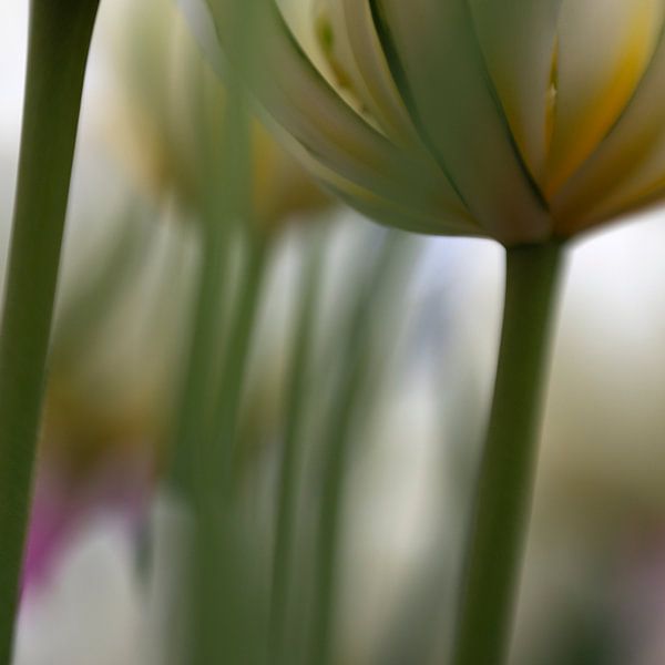 tulip by Ester Besuijen
