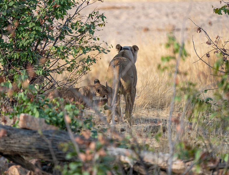 Lion cubs playing with their mother by Patrick Groß