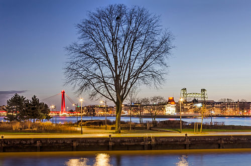 The tree on the Leuvehoofd, Rotterdam