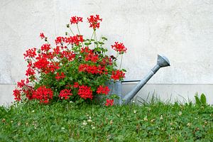 Blumengießkanne II