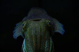 under the sea by ISO_UP