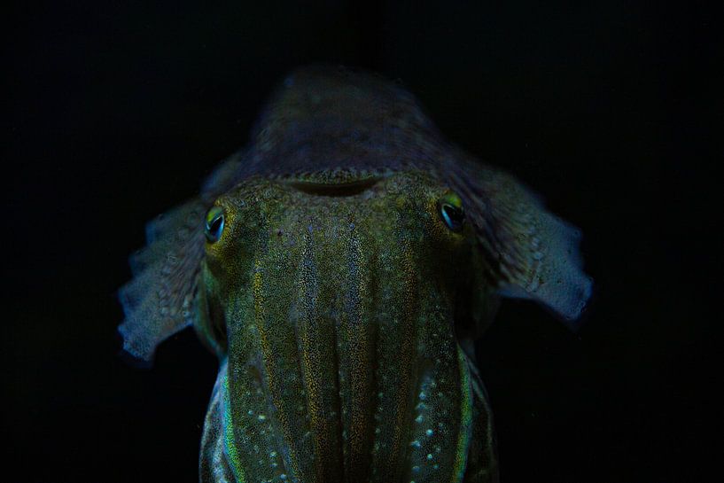 sous la mer par ISO_UP