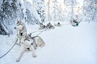 Sledehonden rusten sneeuw Lapland van Rene du Chatenier thumbnail