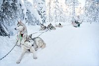 Sled dogs resting snow Lapland
