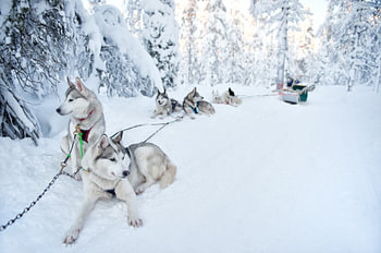 Sled dogs resting snow Lapland