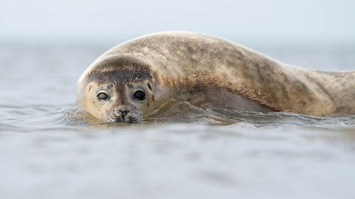 Gewone Zeehond van Bart Oud