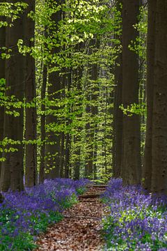 Frisches Grün und Lila im Haller Wald von Menno Schaefer