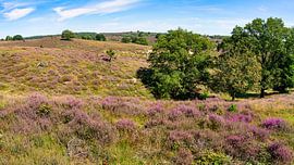 Heather turns purple on posbank by eric van der eijk