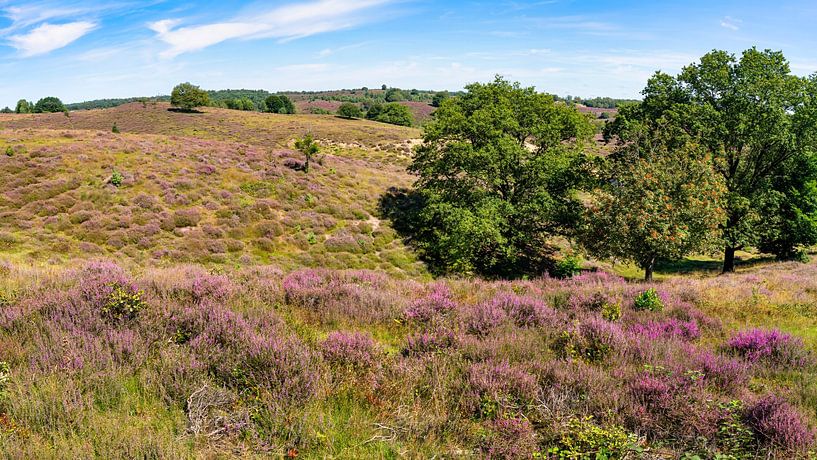 Heather devient violette sur posbank par eric van der eijkj