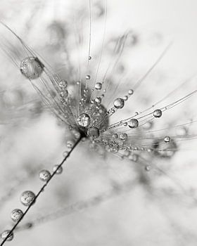 Abstraktion in Schwarz, Weiß und Grau: Tropfen auf Löwenzahnflaum
