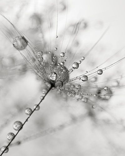 Abstraction en noir, blanc et gris : gouttes sur pellicule de pissenlit