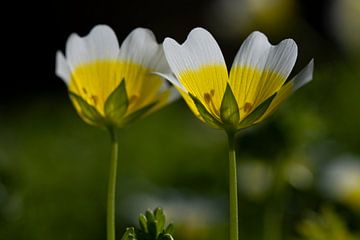 Limnanthes of spiegeleitje van Abe Maaijen