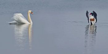  Schoonheidswedstrijd