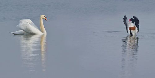  Schoonheidswedstrijd