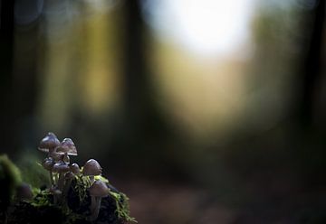 Herfstbos met paddenstoelen van Gonnie van de Schans