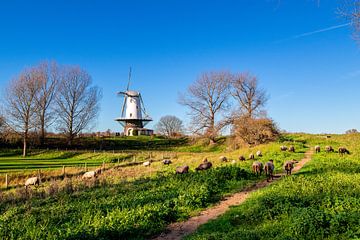 Molen de Koe in Veere van Danny Bastiaanse